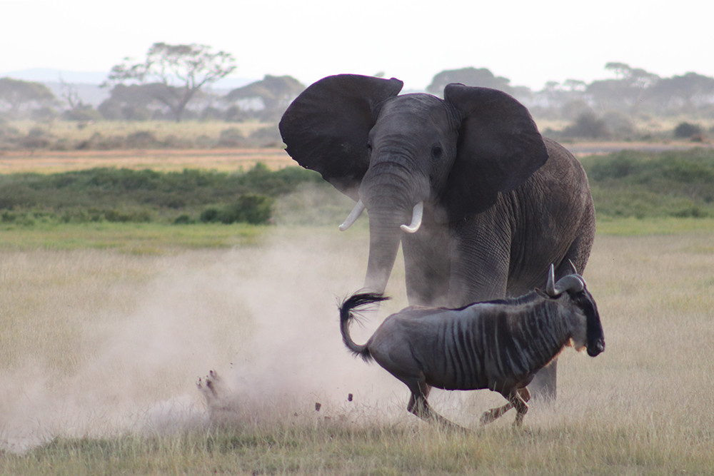 Elephant Chasing Wildabeast Amboseli National Park