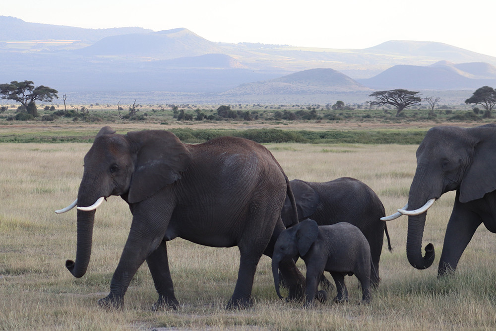 Elephant Heard at End of Day at Amboseli National Park