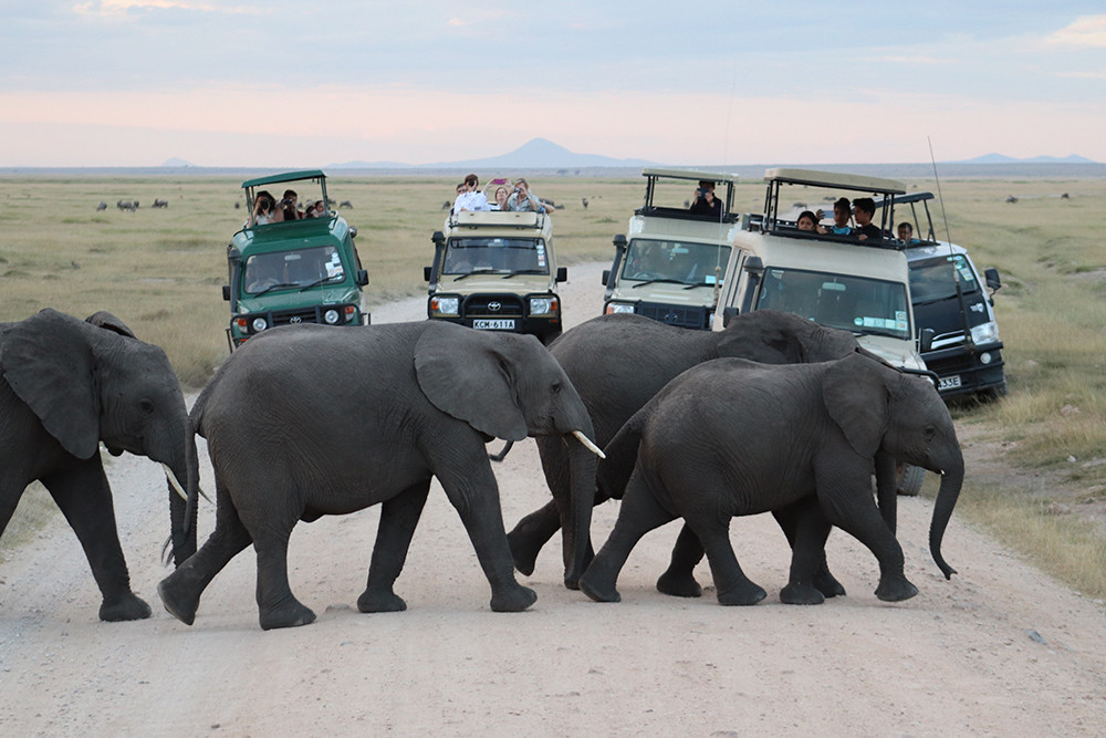 Elephants Crossing the Road