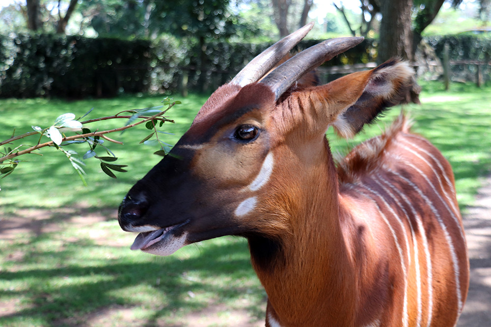 Elk at Mount Kenya Safari Club Orphanage