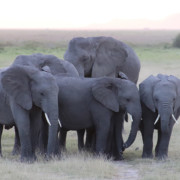 Family of Elepahnts in Amboseli National Park