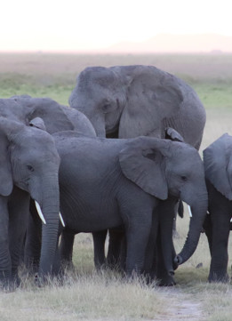Family of Elepahnts in Amboseli National Park