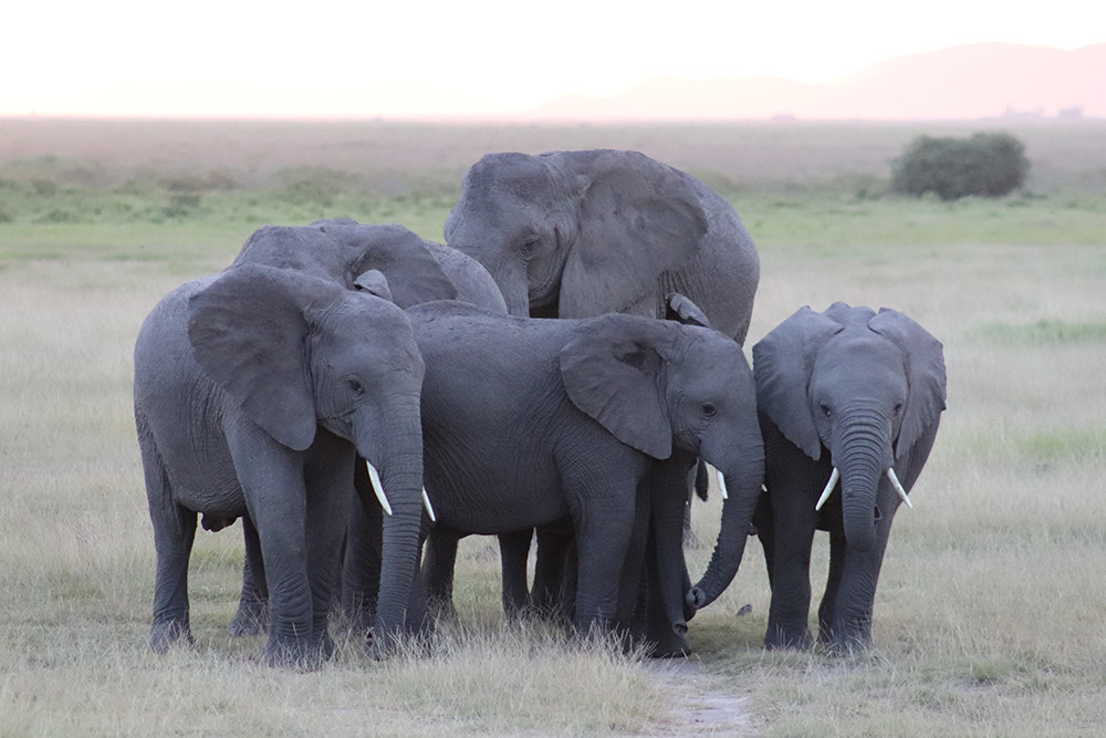 Family of Elepahnts in Amboseli National Park