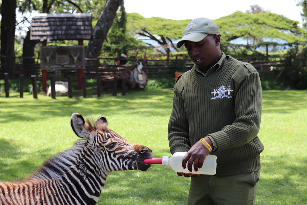 Feeding a Baby Zebra at Mount Kenya Safari Club Orphanage