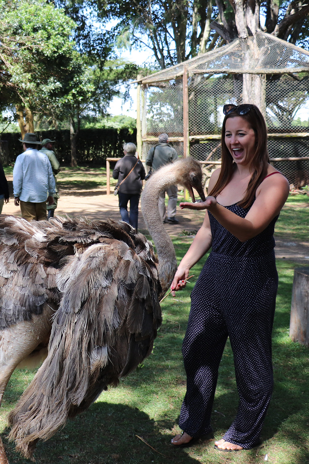 Feeding an Injured Ostrich at Mount Kenya Safari Club Orphanage