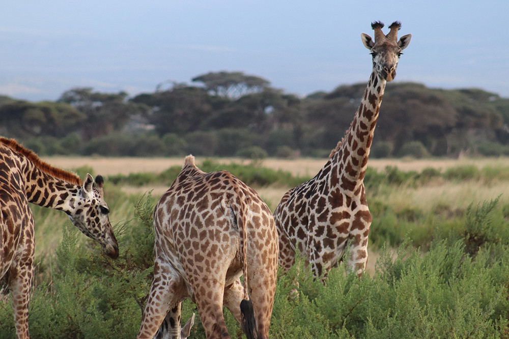 Giraffe Close Up at Amboseli National Park