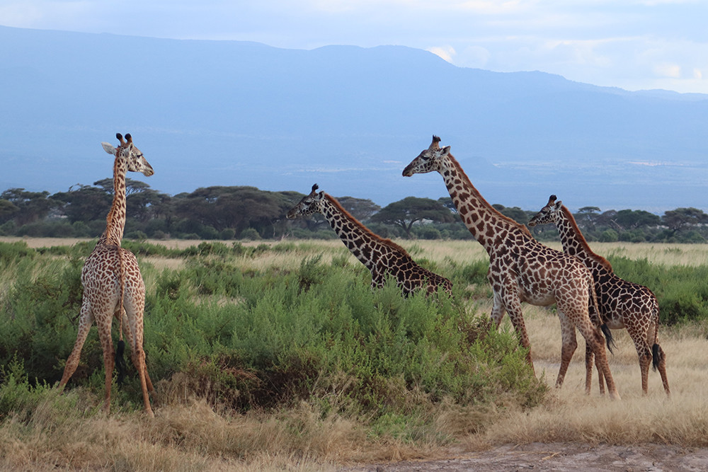 Giraffe Family in Amboseli National Park