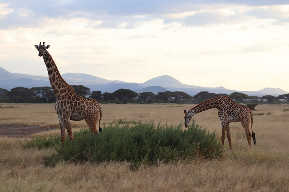 Giraffes at Sunset in Amboseli National Park