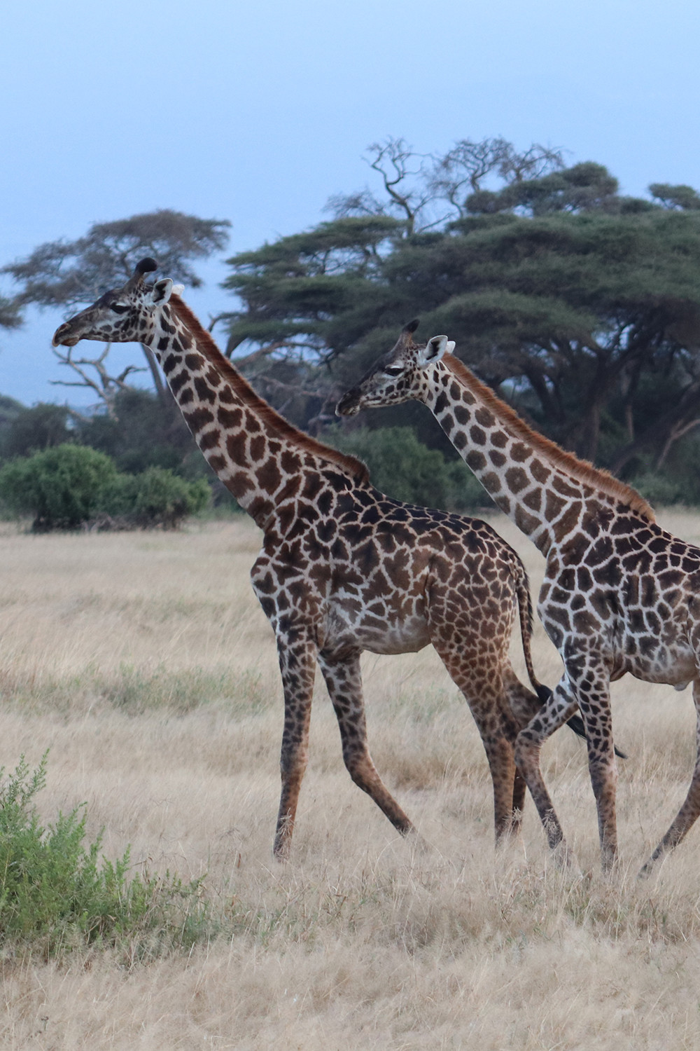 Giraffes in Amboseli National Park