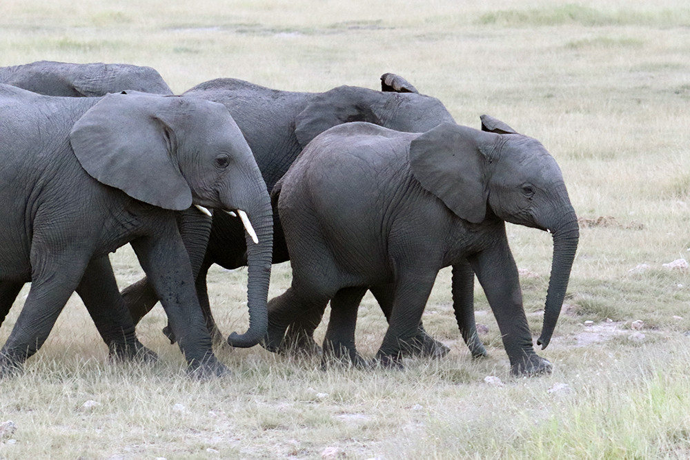 Heard of Baby Elephants in Amboseli National Park