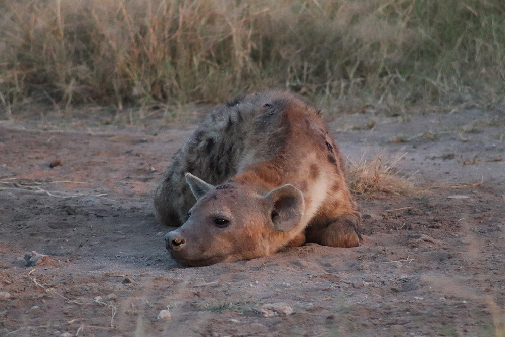 Hyenea at Amboseli National Park