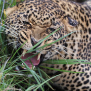 Jaguar at Mount Kenya Safari Club Orphanage