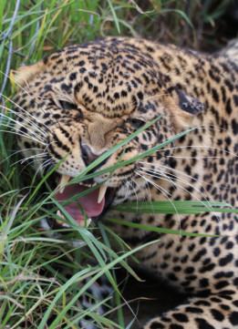 Jaguar at Mount Kenya Safari Club Orphanage