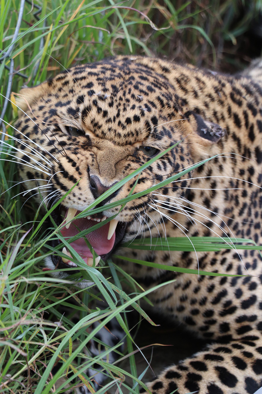 Jaguar at Mount Kenya Safari Club Orphanage