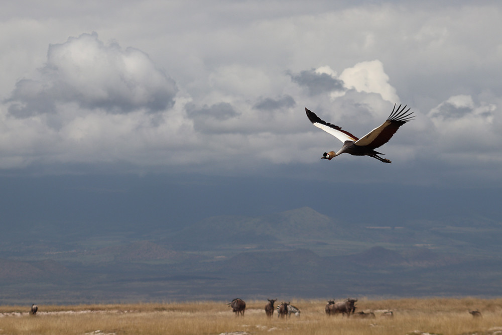 Large Bird in Amboseli National Park