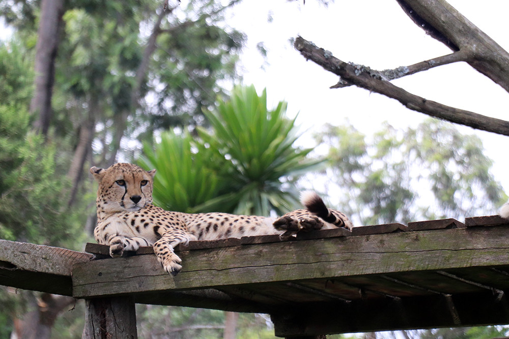 Leopard at Mount Kenya Safari Club Orphanage