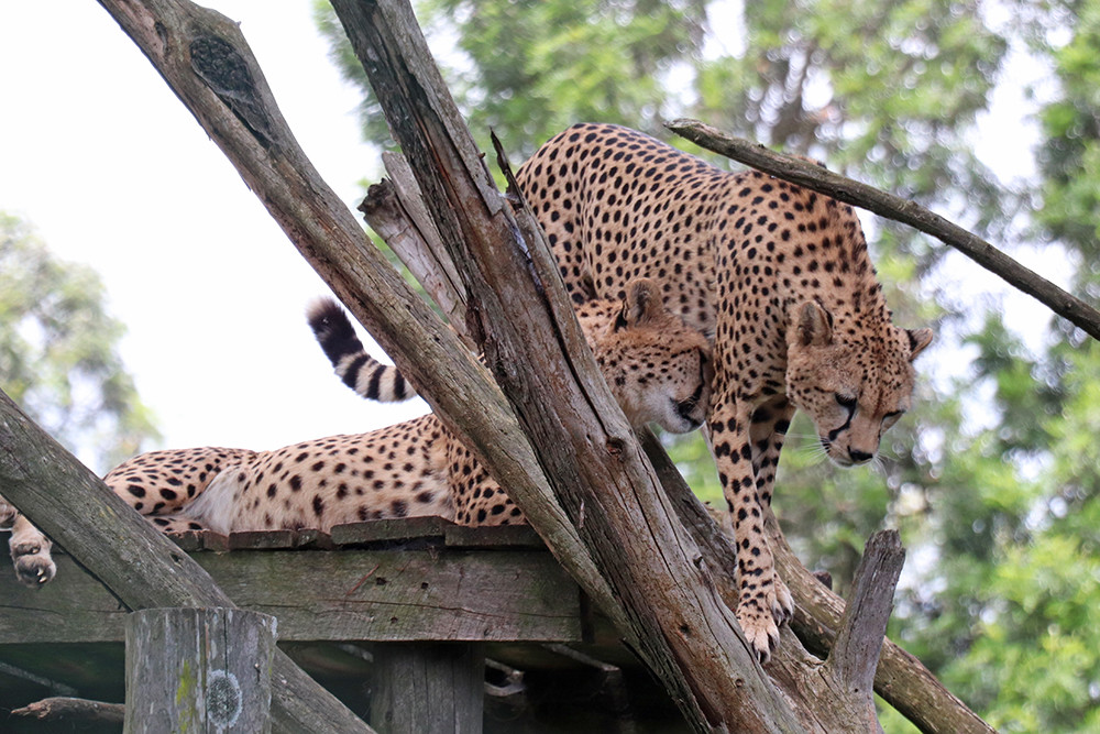 Lepoards at Mount Kenya Safari Club