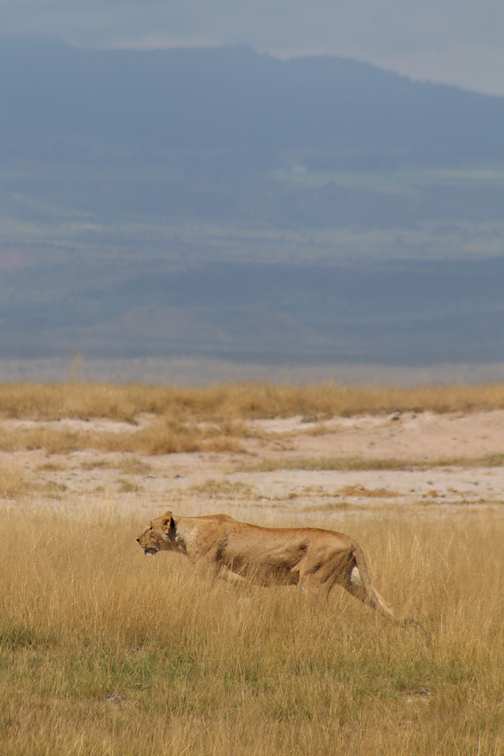 Lion Stalking in Amboseli National Park