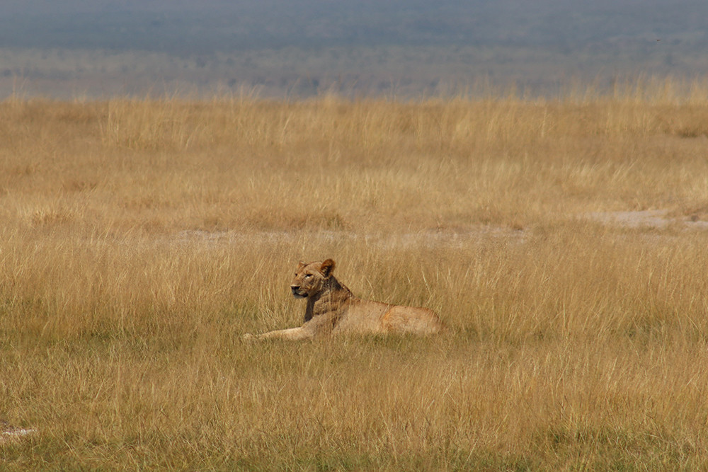 Lion in Amboseli National Park