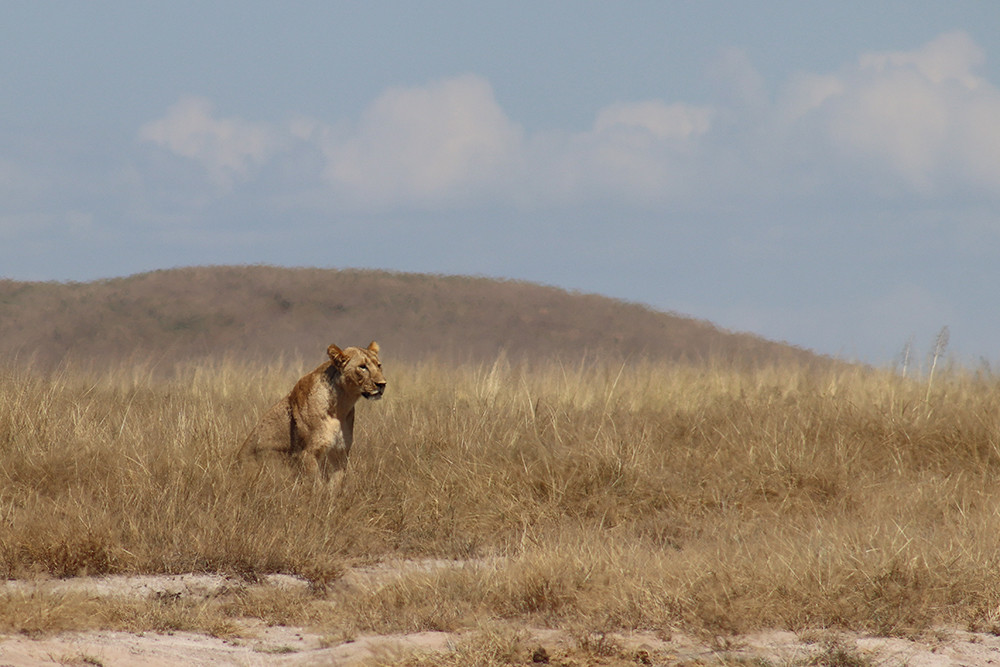 Lion in Grass in Amboseli National Park