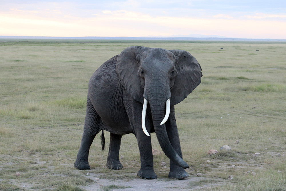Male Bull Elephant in Amboseli National Park