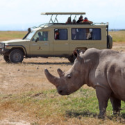 Rhinos at Mount Kenya Safari Club