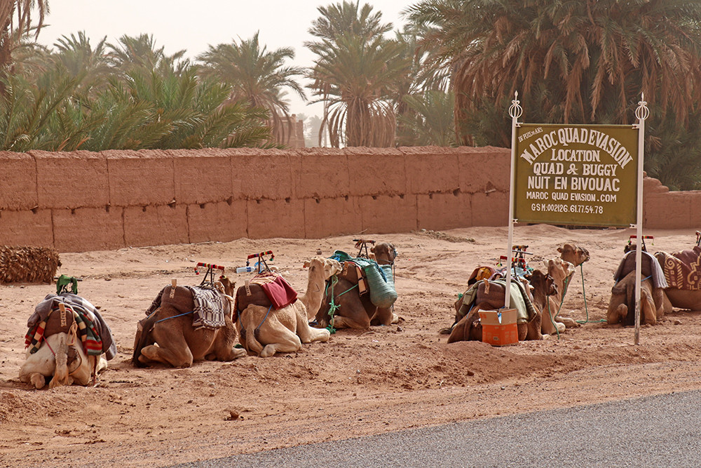 Camping in the Sahara - Camels to Bedouin Campsite