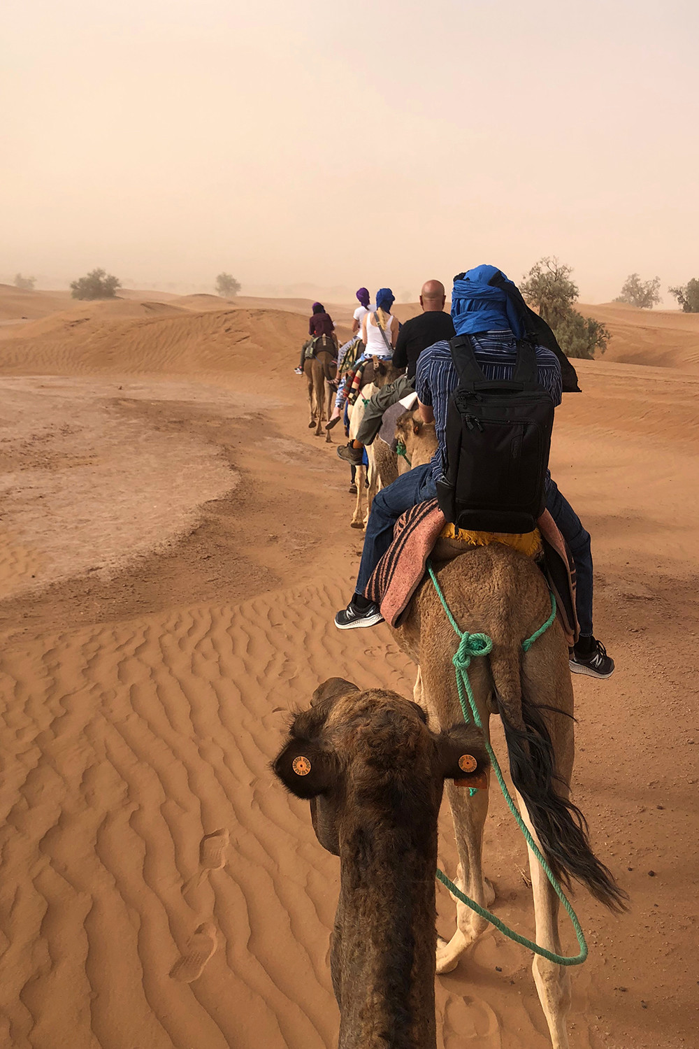 Camping in the Sahara - Line of Camels