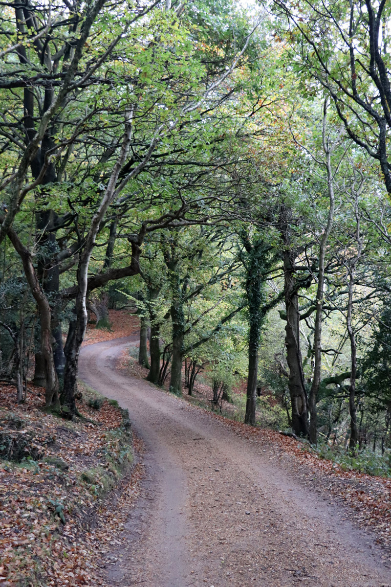New Forest Biking Trail