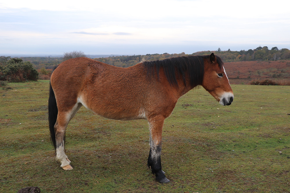 New Forest Biking with Wild Horses