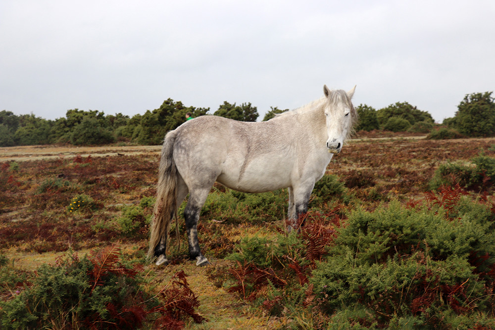 White Horse in the New Forest
