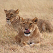 Lions of the Masai Mara 07