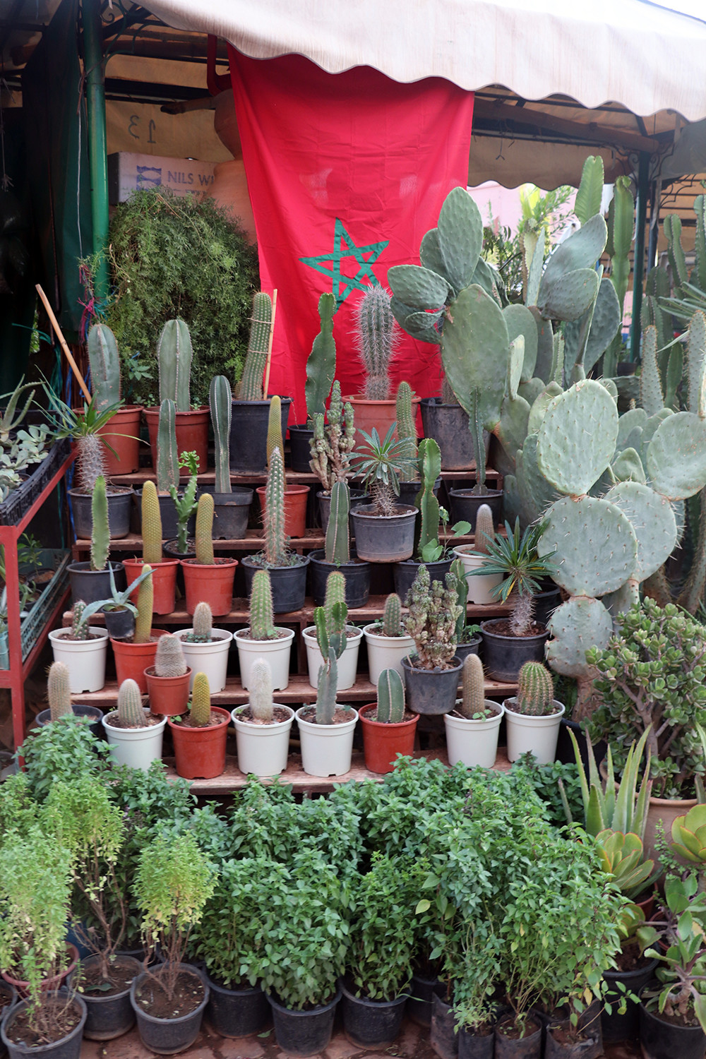 Plants in the Marrakesh Medina