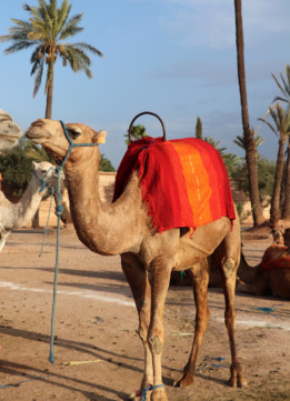 Morocco Camel Ride