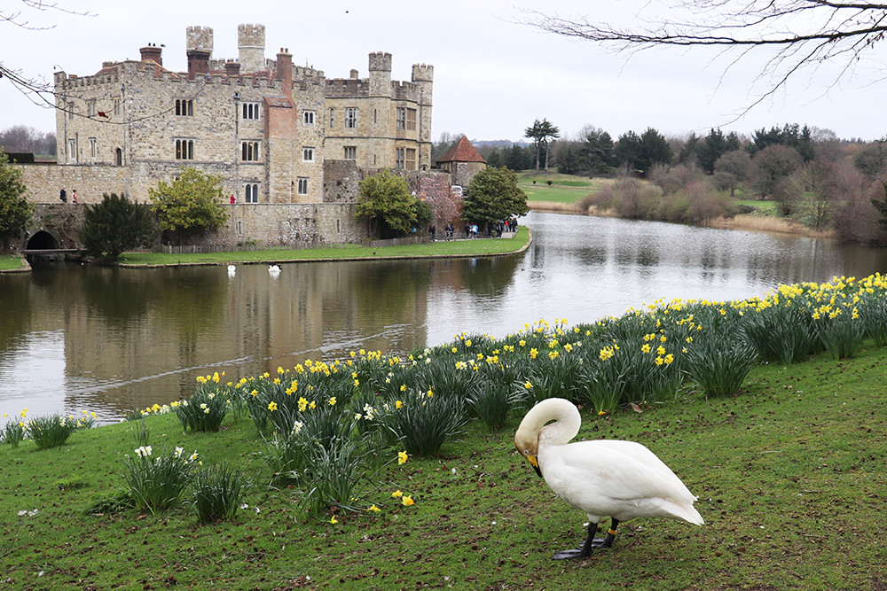 Leeds Castle in Kent with Swan