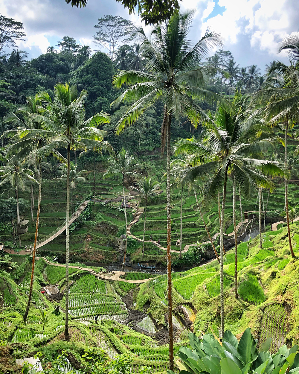 Live from Bali - Rice Terrace