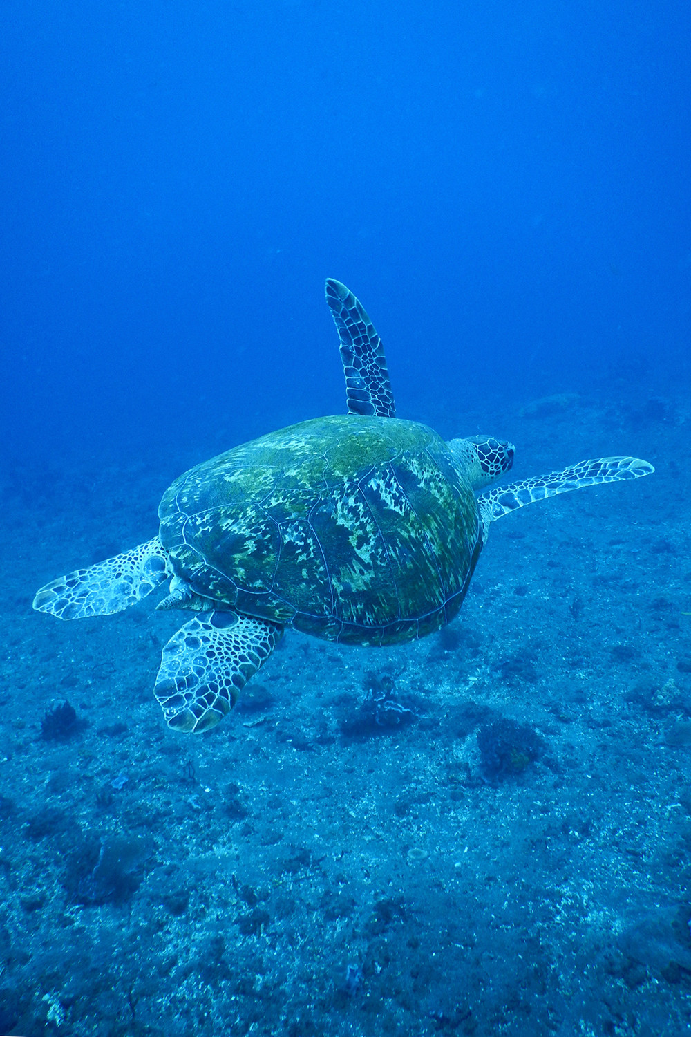 Bali Scubadiving - Bali Scuba Map