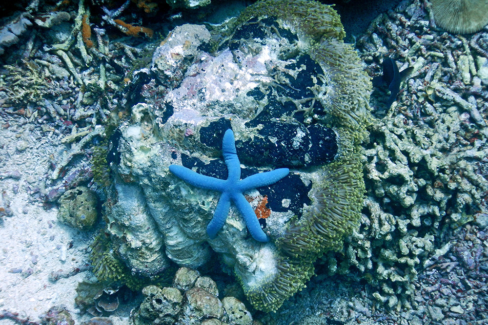 Bali Scubadiving - Blue Starfish