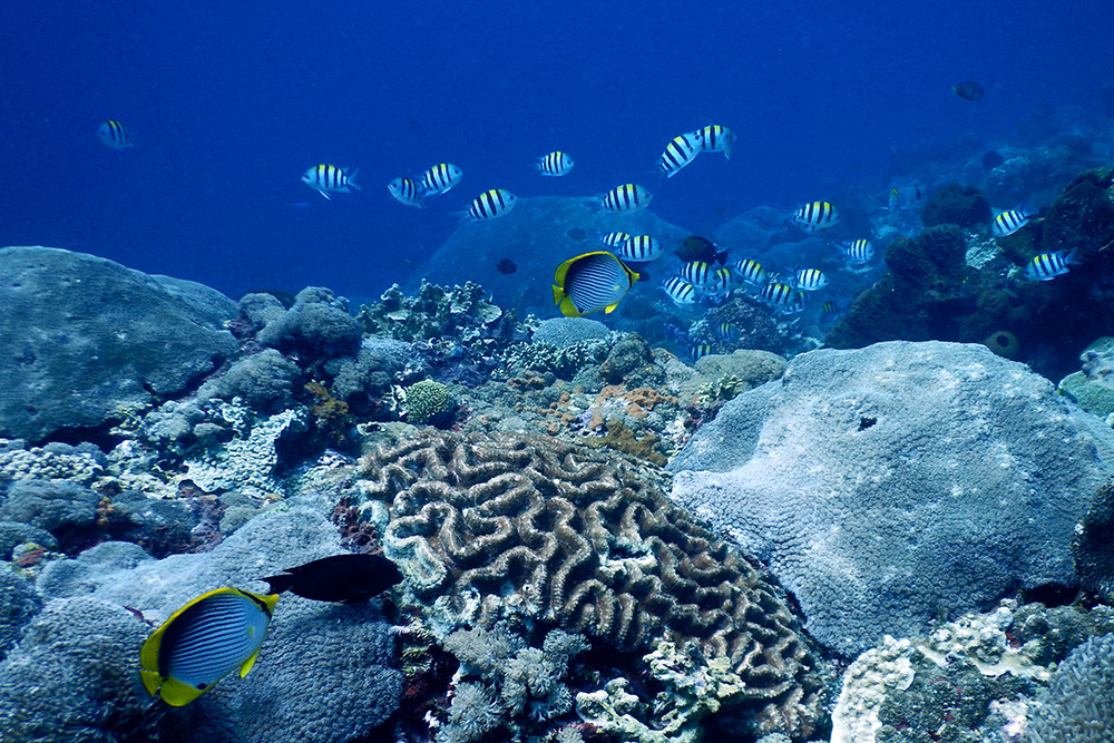 Bali Scubadiving - Fish and Coral