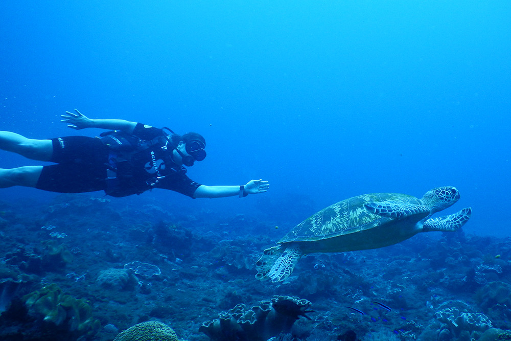 Bali Scubadiving - Giant Sea Turtle
