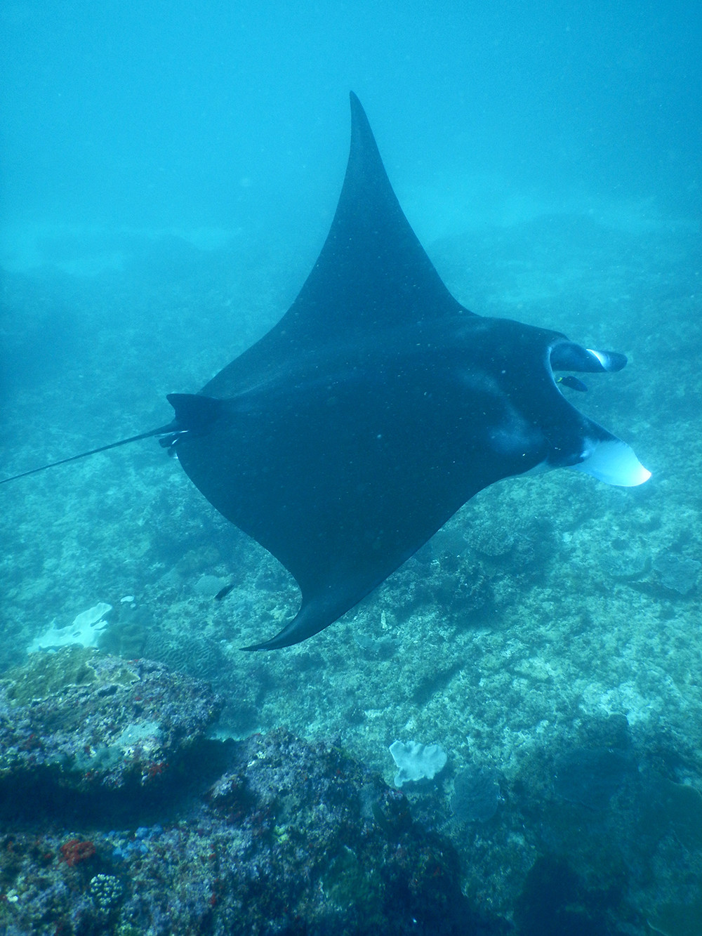 Bali Scubadiving - Manta Ray 06