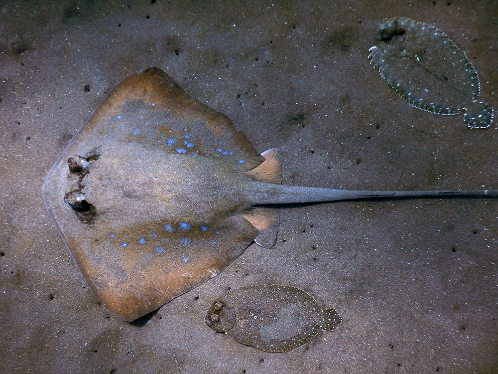 Bali Scubadiving - Stingray