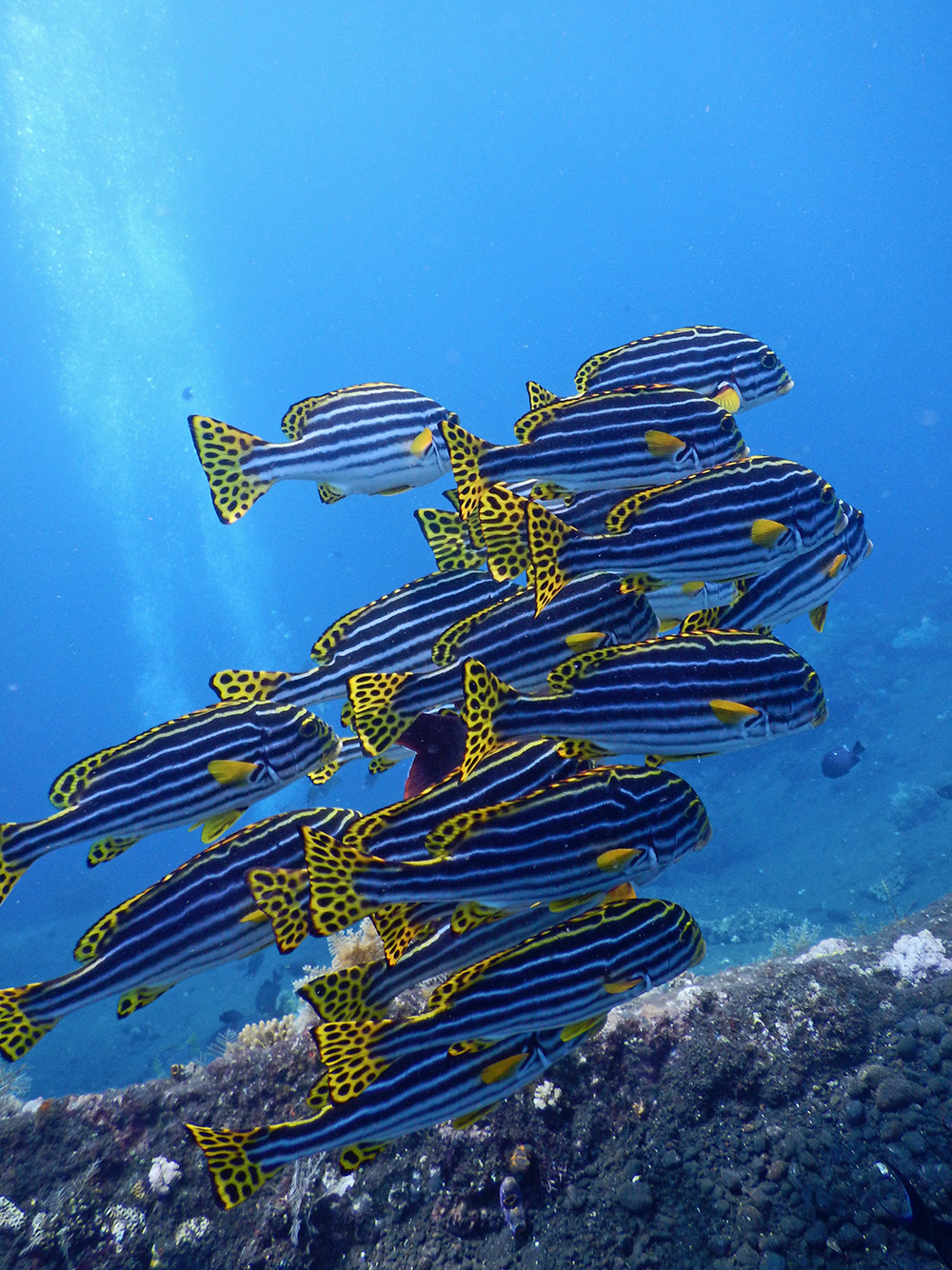 Bali Scubadiving - Yellow Fish