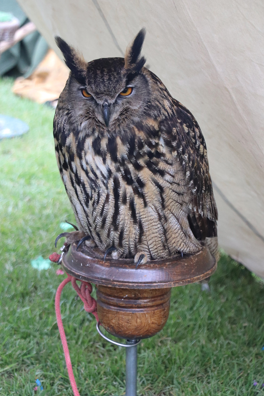 Close Up of Owl