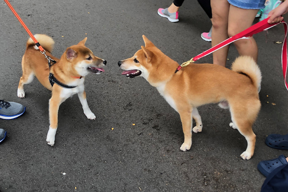 Singapore Botanical Garden - Cute Dogs