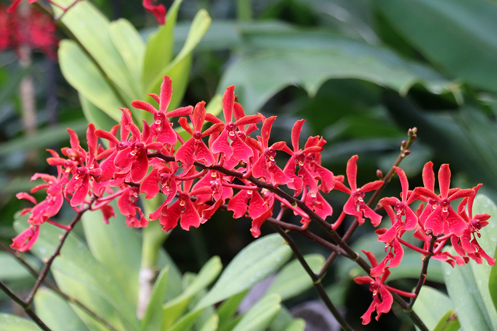 Singapore Botanical Garden - Orchid 02