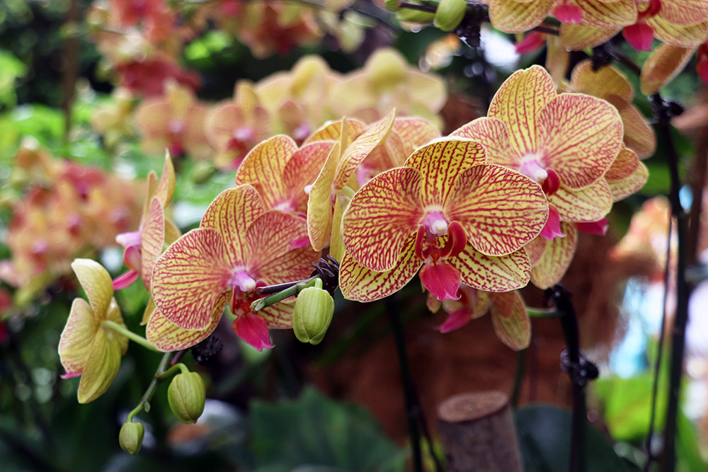 Singapore Botanical Garden - Orchid 06