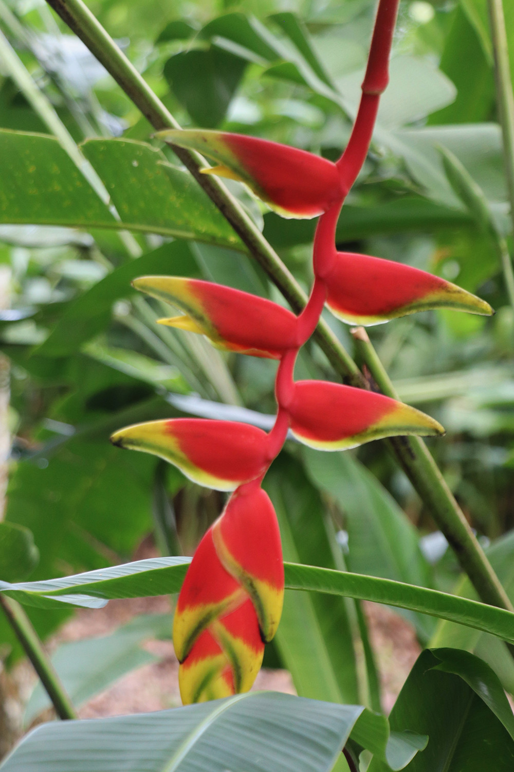 Singapore Botanical Garden - Orchid 07