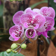 Singapore Botanical Garden - Orchid 10