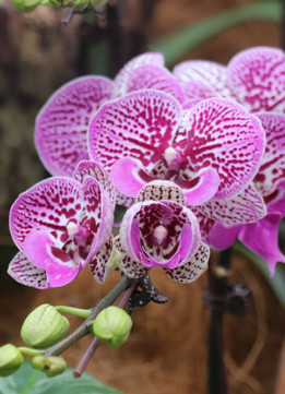 Singapore Botanical Garden - Orchid 10